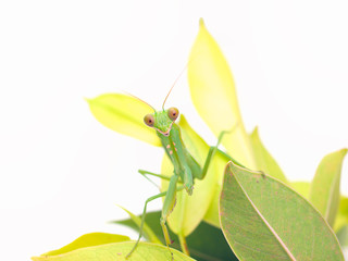 Praying mantis ,on white background..