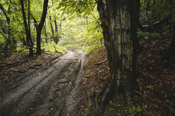 Obraz premium road in green natural summer forest