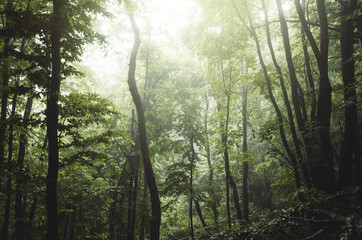 Fototapeta na wymiar light in foggy green natural woods