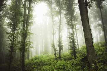 misty green woods landscape