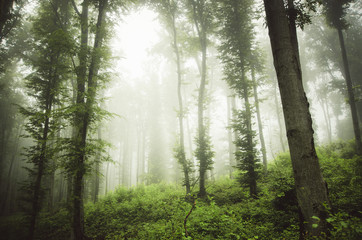 Fototapeta na wymiar misty green woods landscape