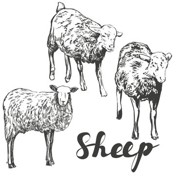 Sheep Set Hand Drawn Vector Illustration Realistic Sketch