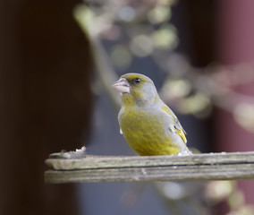 Птица greenfinch
