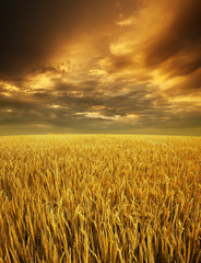 Naklejka premium Golden paddy fields landscape