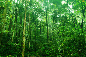 Fototapeta na wymiar Tropical dense forest