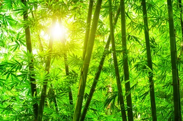 Foto op Plexiglas Aziatisch bamboebos © WONG SZE FEI