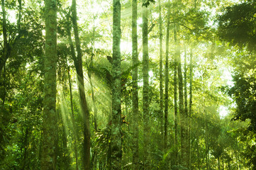 Fototapeta na wymiar Incredible tropical rainforest
