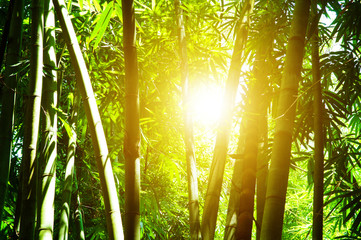 Bamboo forest and sunlight