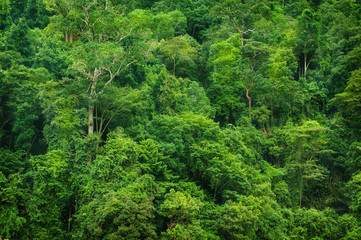 Tropical rainforest view