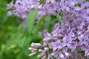 Beautiful background. Blossoming lilacs