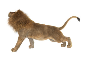 3D Rendering Male Lion on White