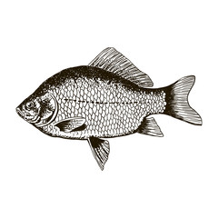Obraz premium Fish crucian carp, isolated black and white, side view.