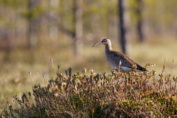 Whimbrel bird sitting on the swamp hummock