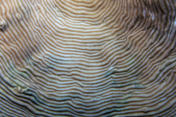 Fototapeta premium Close up of stony coral
