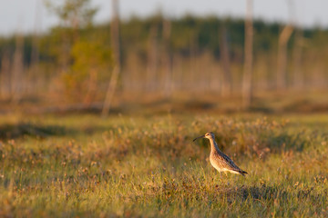 Whimbrel bird sitting on the swamp hummock