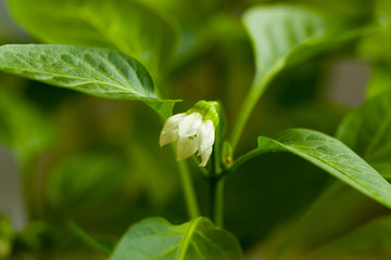 Young Plant Of Leaves And White Flower Of Pepper Seedlings Close Up.