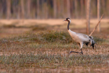 Obraz na płótnie Canvas Crane bird walks on the swamp