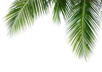 Keuken foto achterwand Palmboom Kokospalmblad geïsoleerd op witte achtergrond