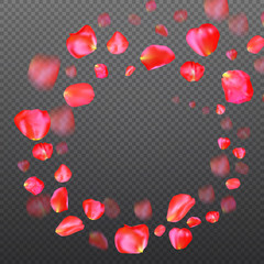A lot of falling red rose petals on transparent background.