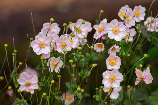 Japanese Anemone (Windflower) flowers in pink with yellow stamens in garden