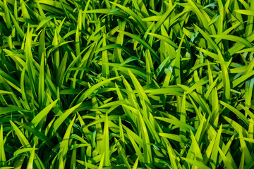 Juicy grass on sunny day