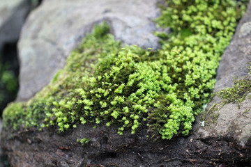 Moss