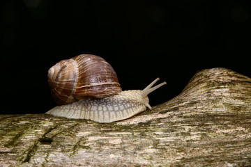Grapevine Snail on Black