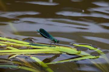 Dragonfly on the river
