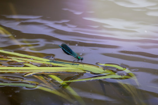 Dragonfly on the river
