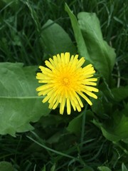 Dandelion, Taraxacum, 