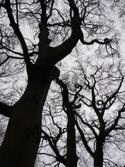 Fototapeta na wymiar atmospheric black twisted winter trees in silhouette