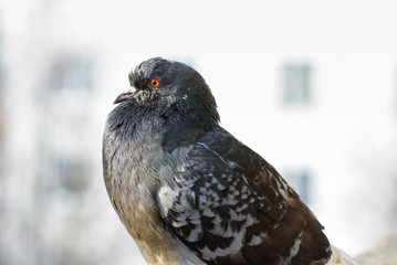 Fototapeta premium Urban pigeon in profile. Closeup of dove. Selective focus.