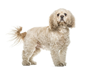 American Cocker Spaniel standing, 3 years old, isolated on white