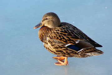 Brown female mallard duck walks on ice