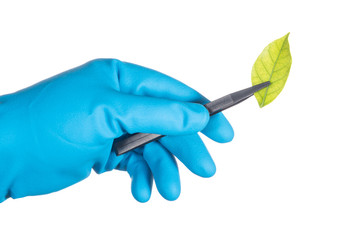 scientist hand in blue glove holding green leaf , biotechnology concept isolated on white background