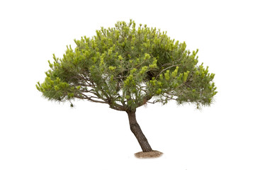 pine tree cutout