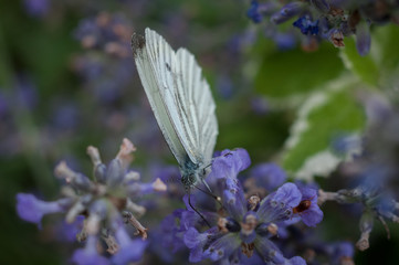 Nahaufnahme Schmetterling