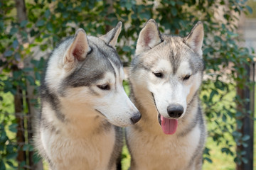 Two siberian husky dogs closeup portrait