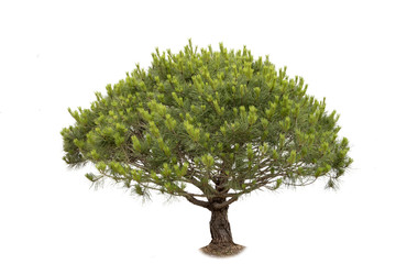 pine tree cutout