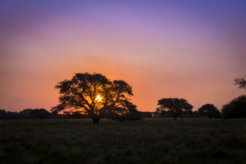 Pampas Landscape