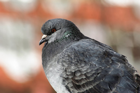 Closeup of dove. Pigeon in profile. Selective focus
