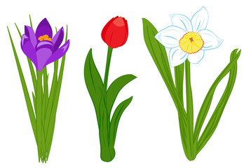 Set of blue narcissus, purple crocus and red tulip flowers. Flat illustration isolated on white background. Vector illustration