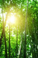 Bamboo forest view