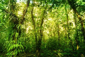 Fototapeta na wymiar Fantastic tropical green forest