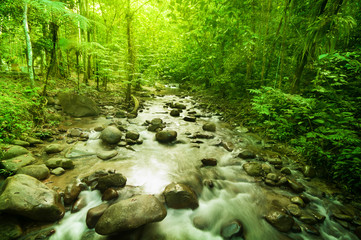 Fototapeta premium River in jungle
