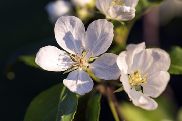 Fototapeta na wymiar Blooming apple tree branch in May afternoon