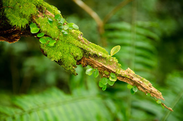 Green moss growth on old trunk