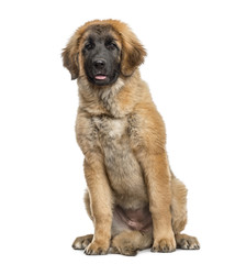 Leonberger puppy sitting, 4 months old, isolated on white