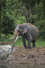 Fototapeta na wymiar Elefant.