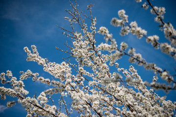 Blossoms